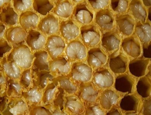 Proizvodi za pčelarstvo