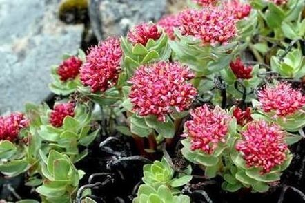 Rhodiola ružičasta za pripremu povećanja potencijala tinkture